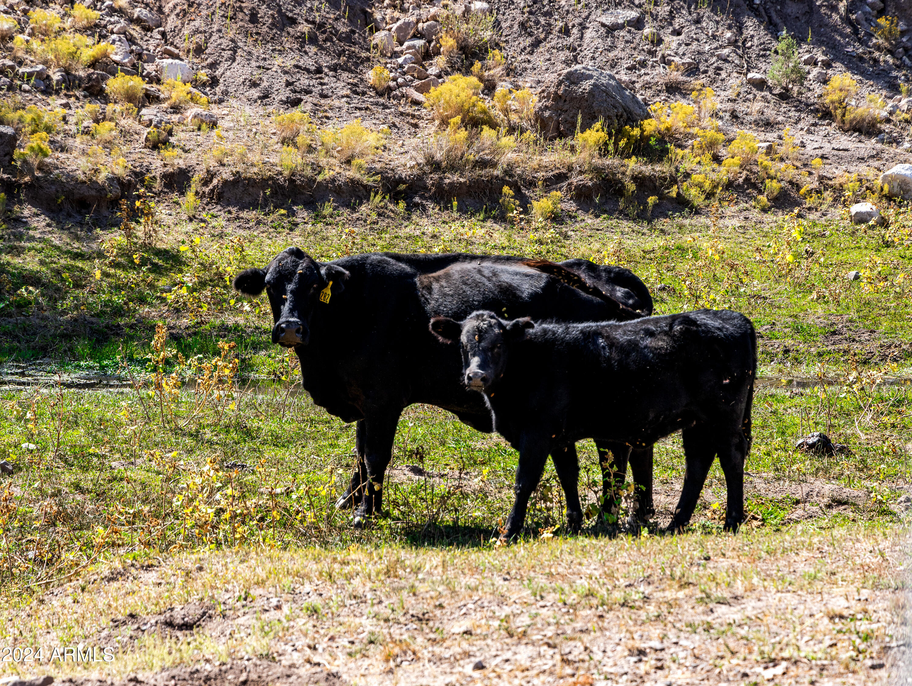 4820 East Perkinsville Road Chino Valley, AZ 86323 - Photo 107 of 128 Day 2-75