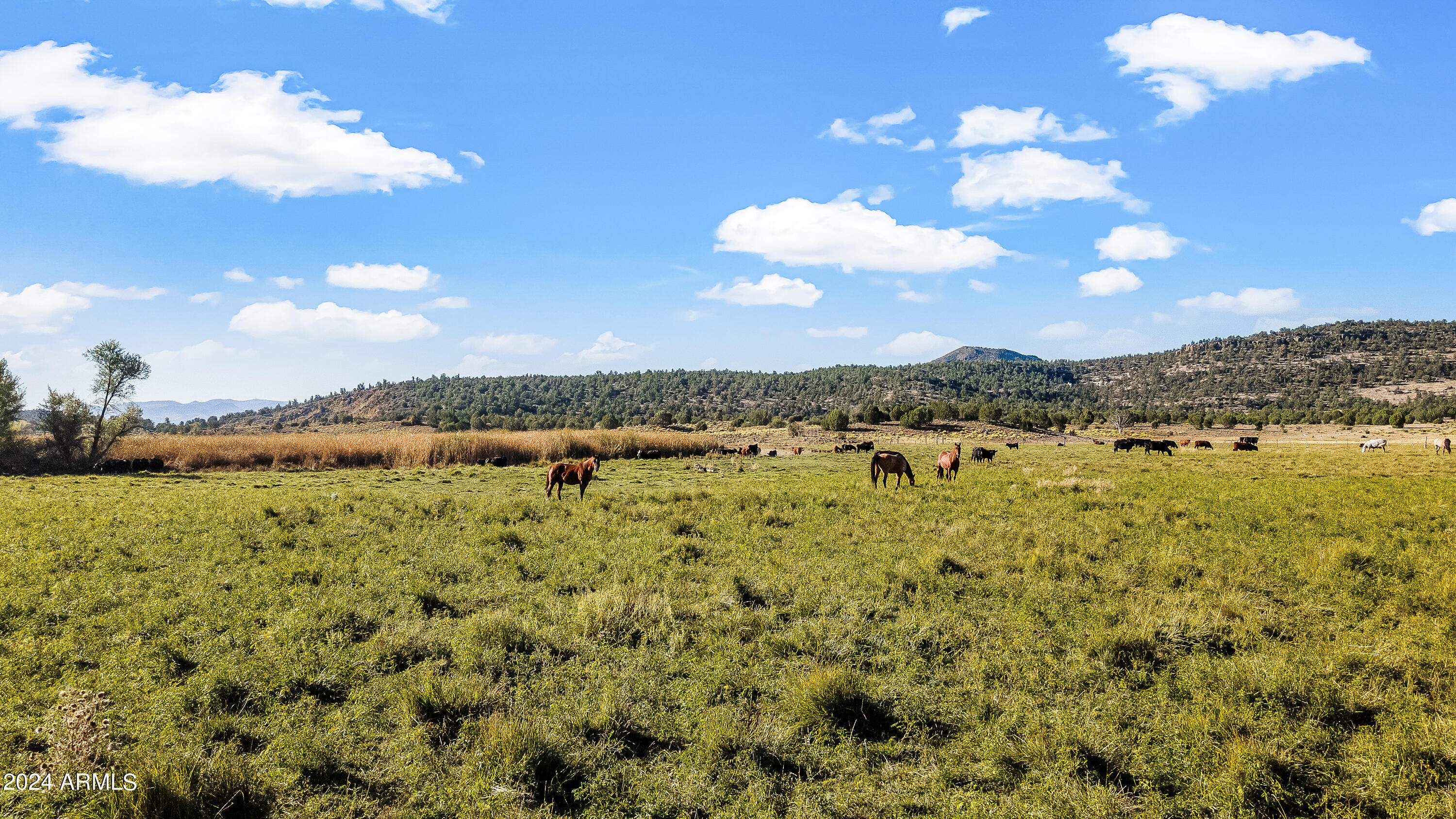 4820 East Perkinsville Road Chino Valley, AZ 86323 - Photo 25 of 128 Day 3-19