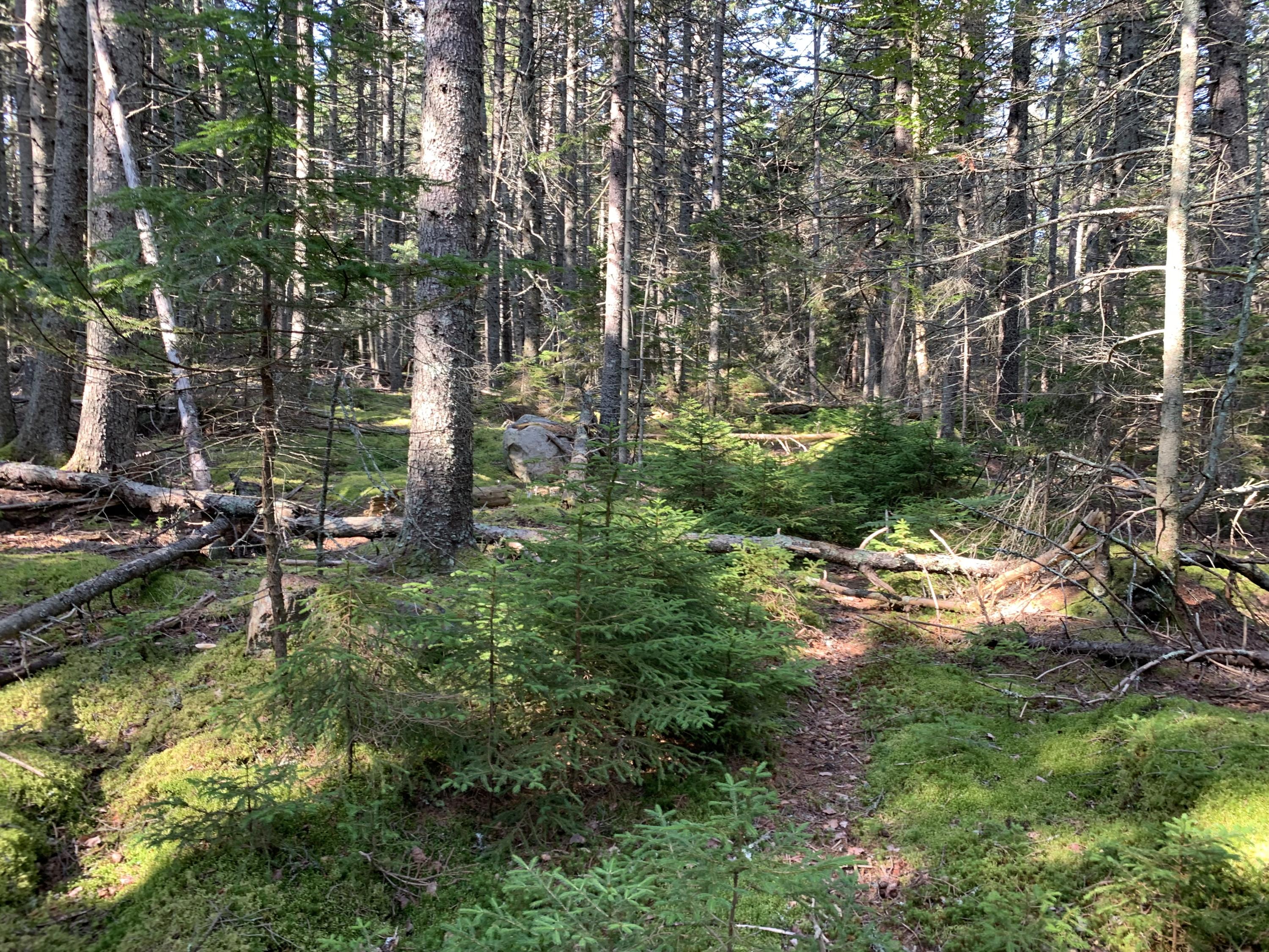 0 Sunset Cross Road Deer Isle, ME 04627 - Photo 10 of 14 IMG_3038
