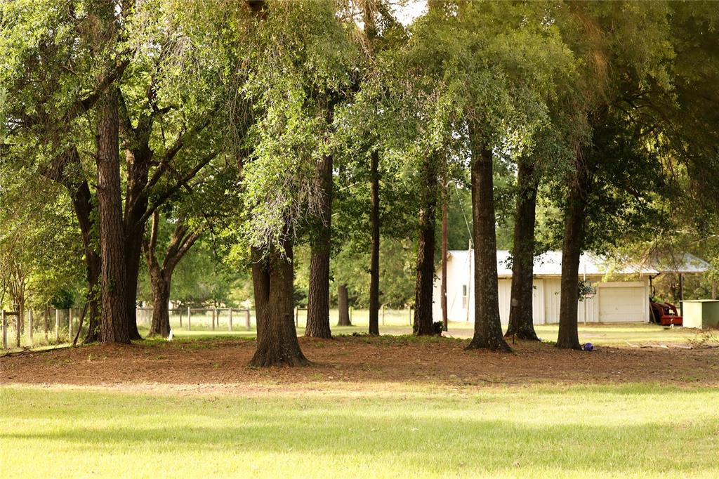213 County Road 2320 Telephone, TX 75488 - Photo 22 of 40 Grove of trees between the shop and home