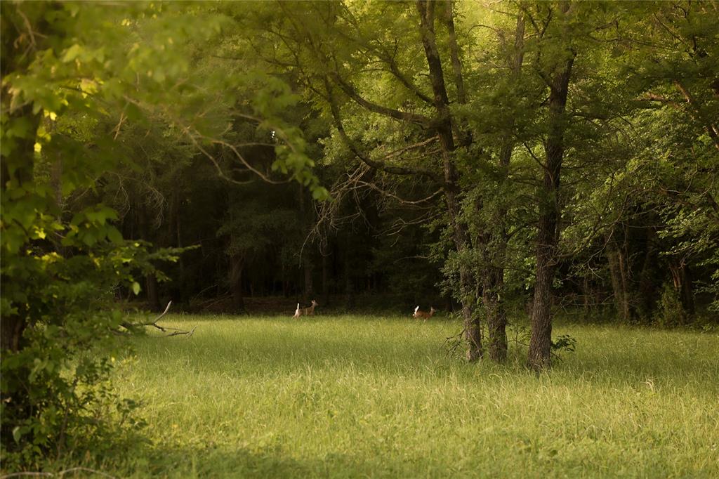 213 County Road 2320 Telephone, TX 75488 - Photo 30 of 40 Deer frolic in the back pasture