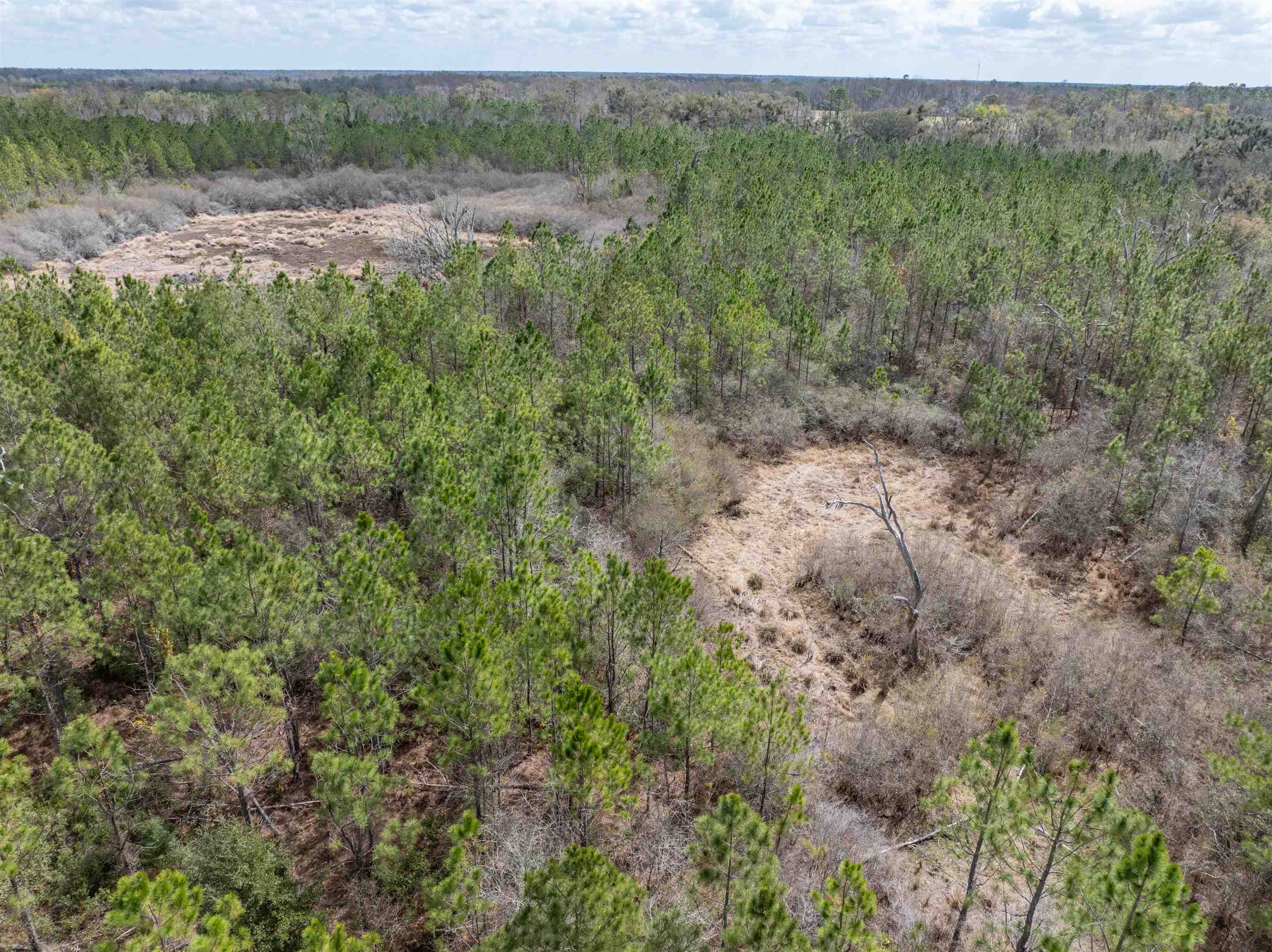 Vacant 40-acres Vacant 40-acres Ellison Frith Road Perry, FL 32347 - Photo 11 of 24