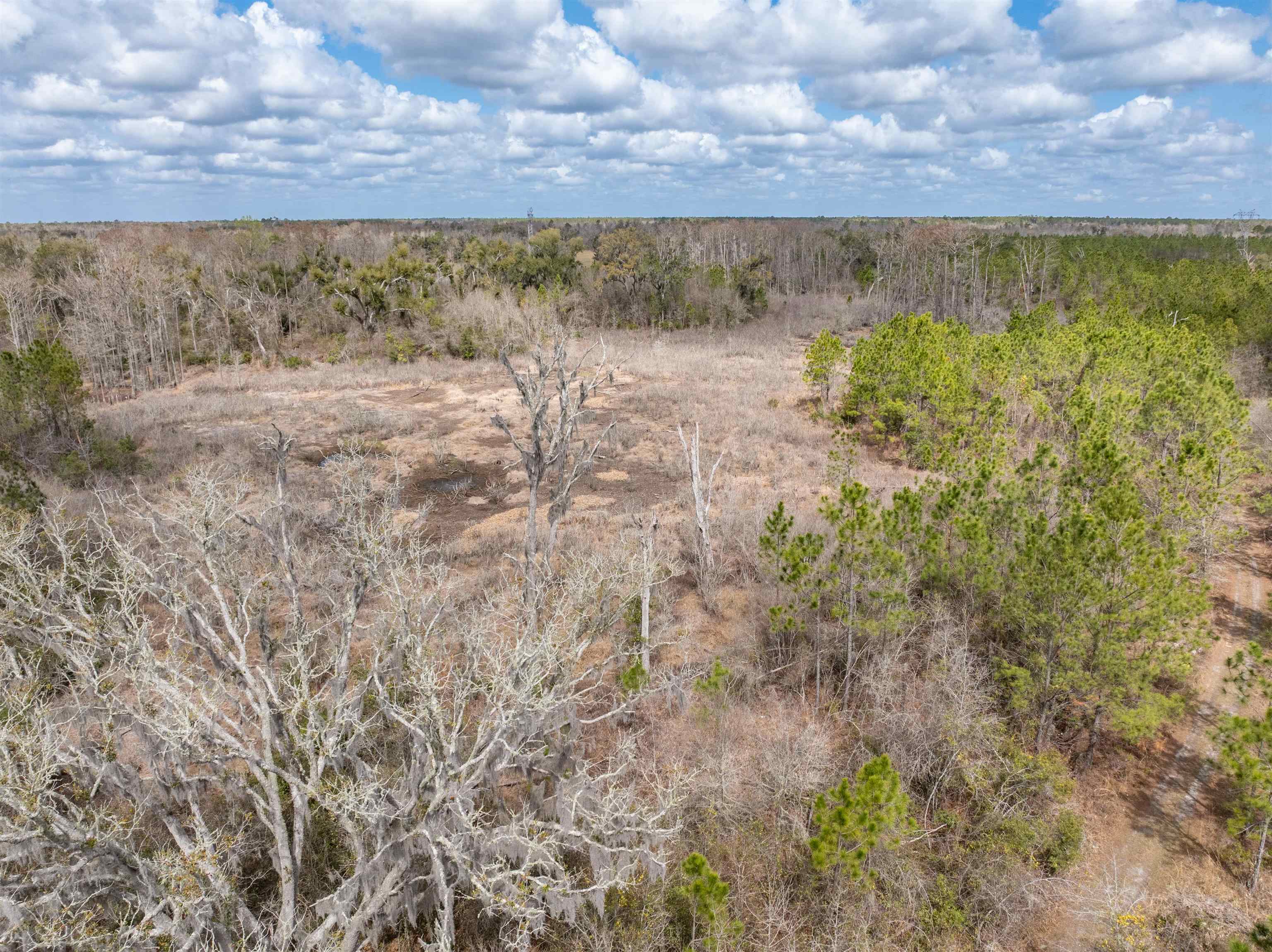 Vacant 40-acres Vacant 40-acres Ellison Frith Road Perry, FL 32347 - Photo 17 of 24