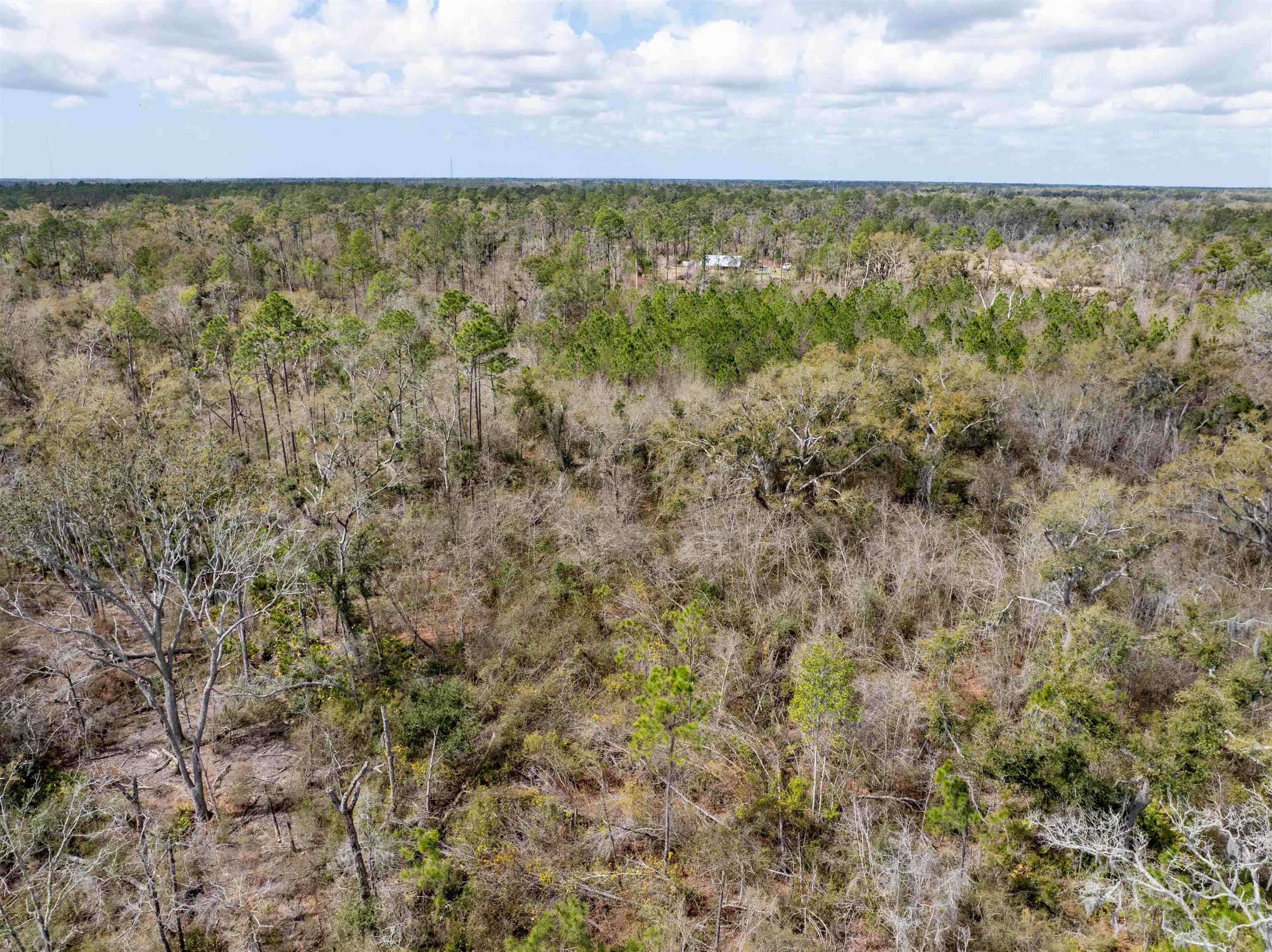 Vacant 40-acres Vacant 40-acres Ellison Frith Road Perry, FL 32347 - Photo 2 of 24
