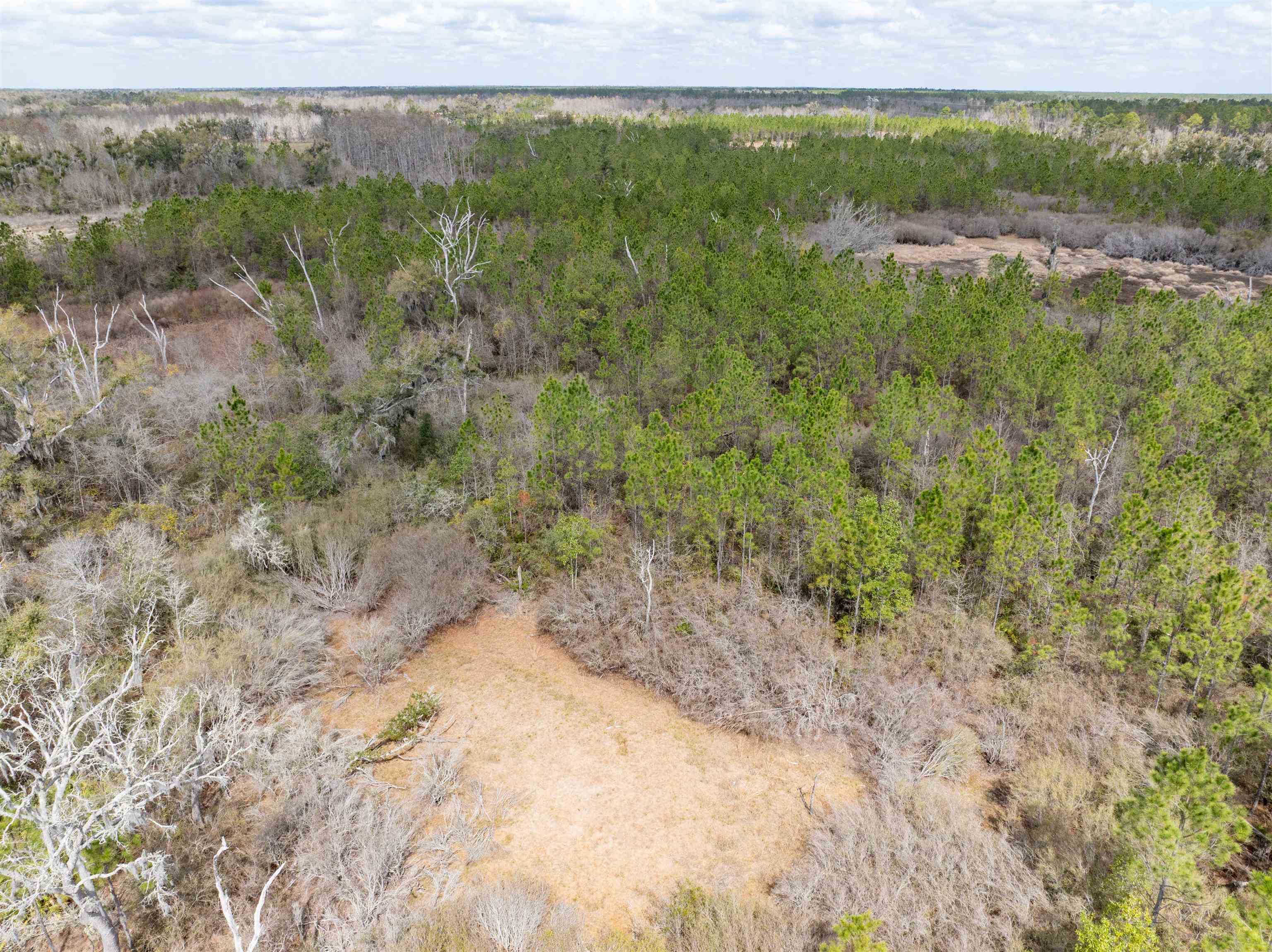 Vacant 40-acres Vacant 40-acres Ellison Frith Road Perry, FL 32347 - Photo 3 of 24
