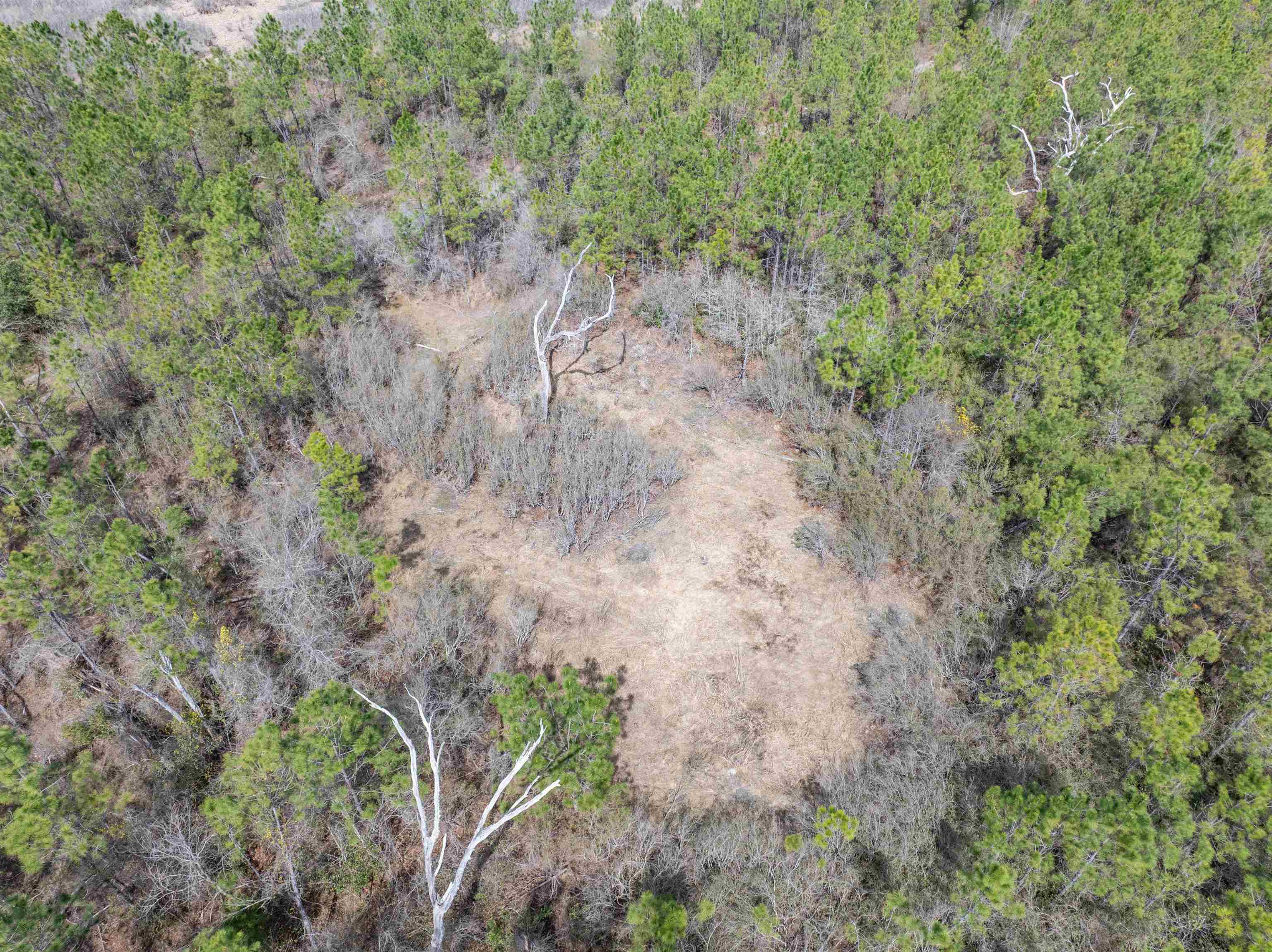 Vacant 40-acres Vacant 40-acres Ellison Frith Road Perry, FL 32347 - Photo 7 of 24