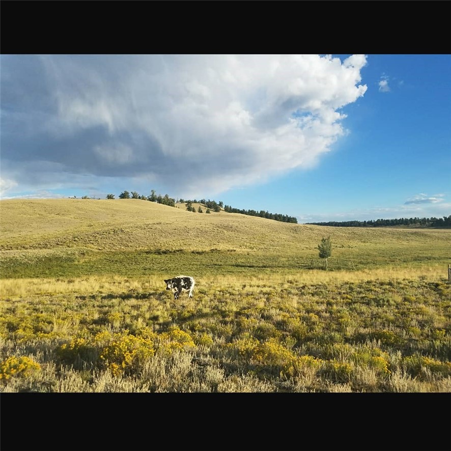 293 Goshawk Road Como, CO 80432 - Photo 10 of 18 Gallery Image 10