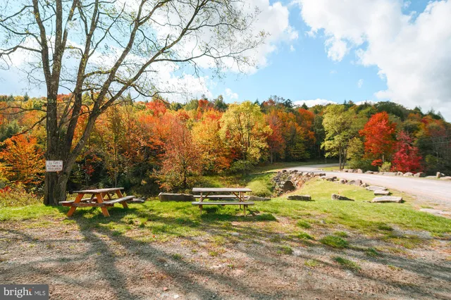 a view of a garden with a tree
