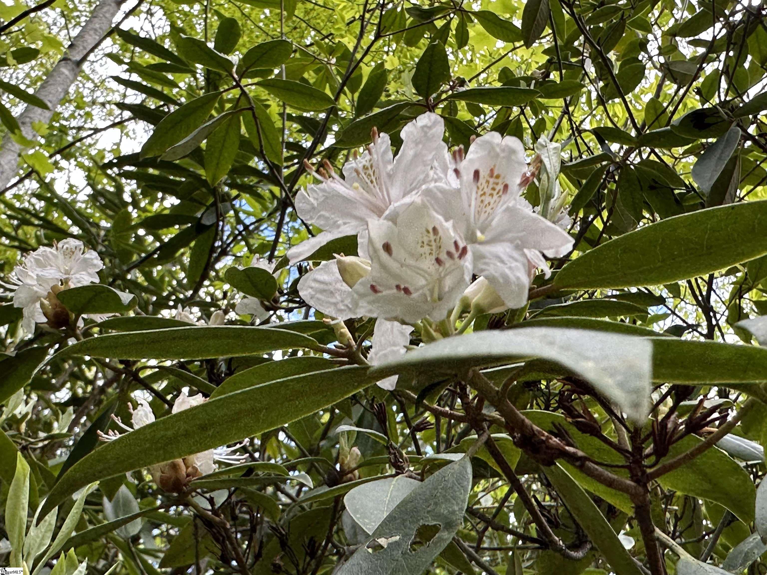 127 Conifer Falls Road Cleveland, SC 29635 - Photo 28 of 33