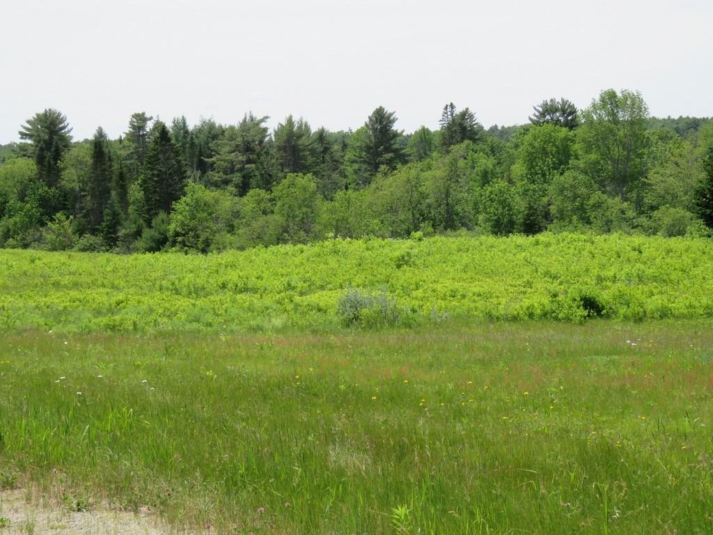 87 Jacob Buck Pond Road Bucksport, ME 04416 - Photo 2 of 16 Panning right. Note the slight dip,...