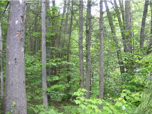 683 North Barnstead Road Barnstead, NH 03225 - Photo 10 of 11