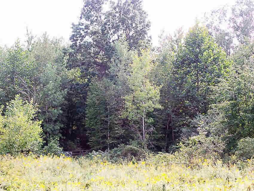 0 Ridge Oakley, MI 48649 - Photo 10 of 17