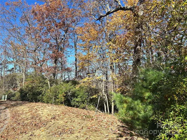 a view of a yard with trees