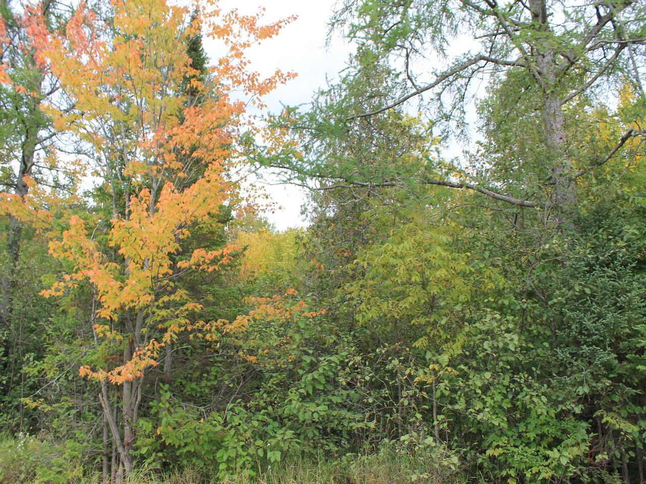 Three Ten Road, Unit LOT 25 Mercer, WI 54547 - Photo 5 of 15 Gallery Image 5