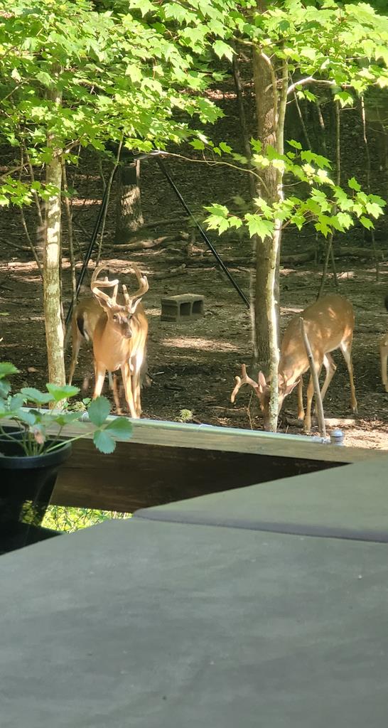 84 Victory Ridge Road Morganton, GA 30560 - Photo 56 of 63