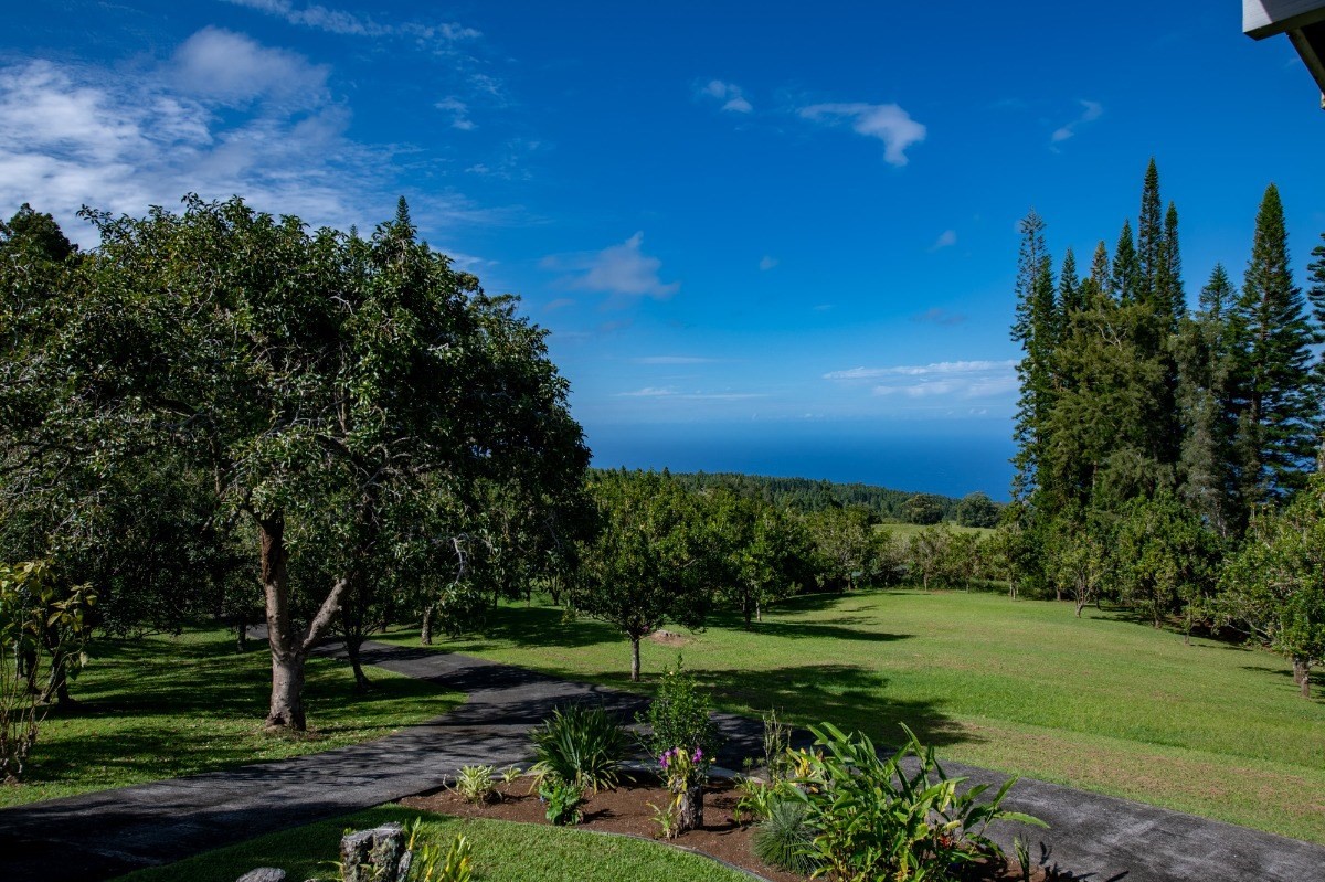 a view of a garden with large trees