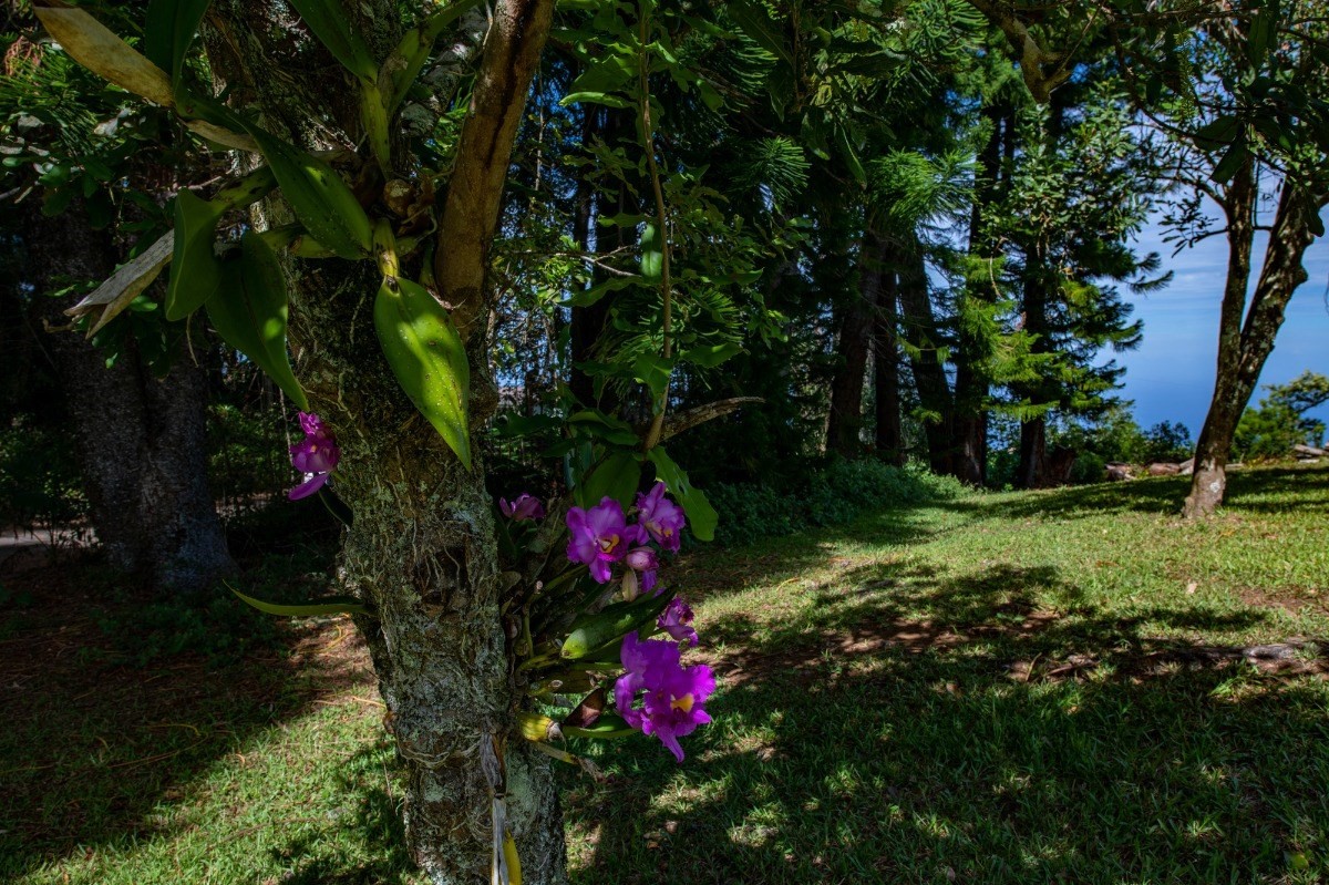 44-3265 Kalopa Mauka Road Honokaa, HI 96727 - Photo 5 of 30 a view of a flower garden