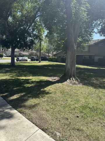 a view of a yard with large trees
