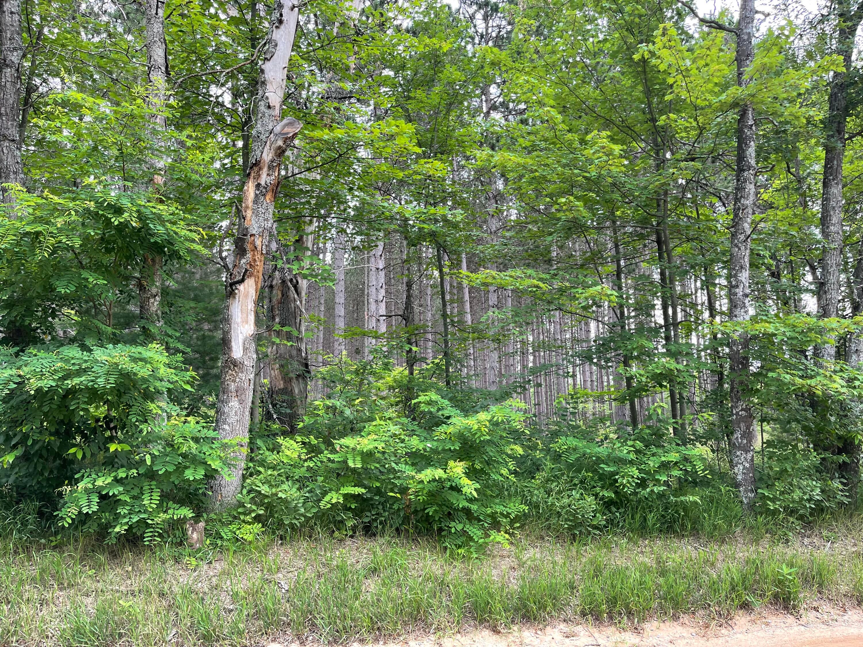 Xxx West Burdell Road Roscommon, MI 48653 - Photo 3 of 7 Gallery Image 3
