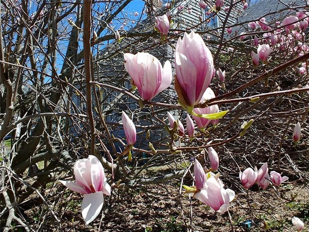 310 Friendship Road Waldoboro, ME 04572 - Photo 3 of 18 MAGNOLIA TREE IN BLOOM