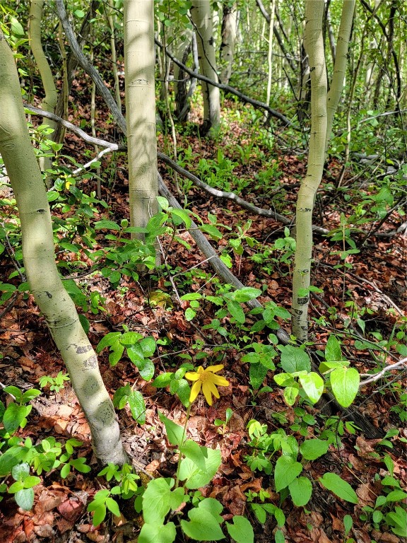 1191 Quartzville Road Alma, CO 80420 - Photo 11 of 43