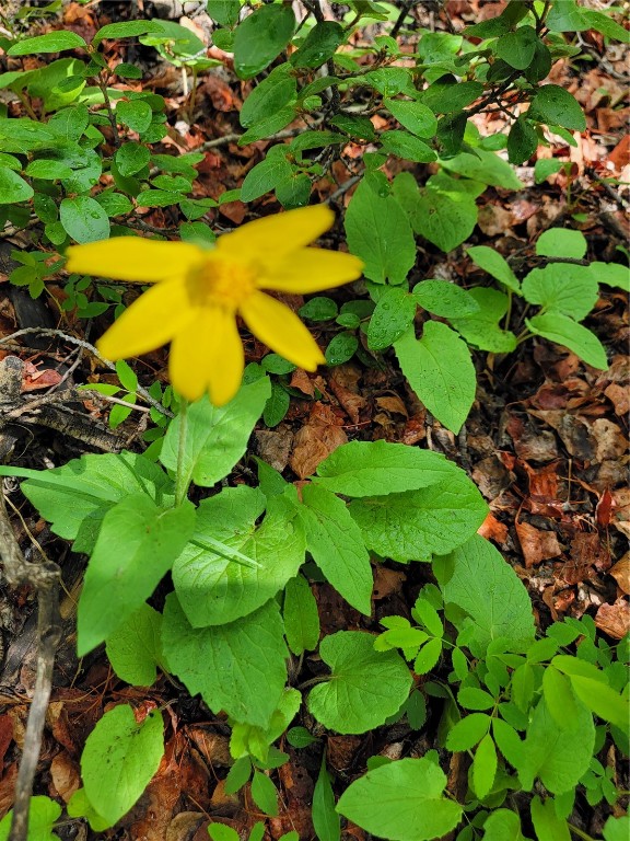 1191 Quartzville Road Alma, CO 80420 - Photo 17 of 43