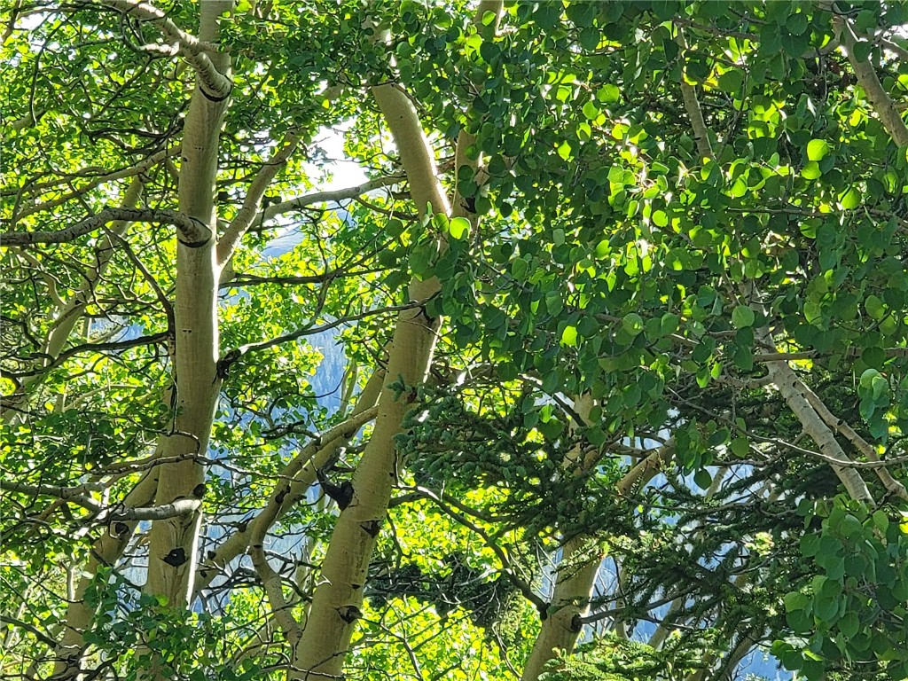 1191 Quartzville Road Alma, CO 80420 - Photo 40 of 43