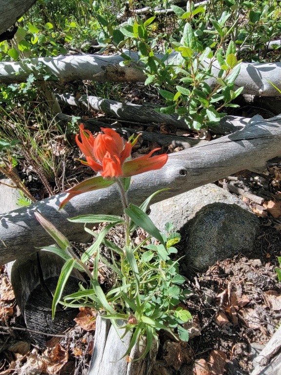 1191 Quartzville Road Alma, CO 80420 - Photo 43 of 43