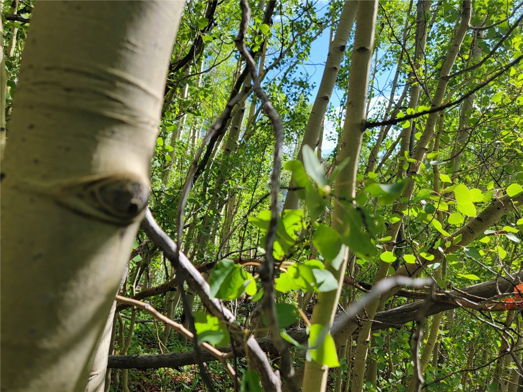 1191 Quartzville Road Alma, CO 80420 - Photo 10 of 43
