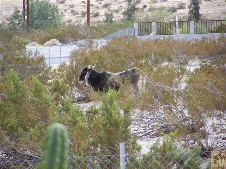 15303 Country View Road Whitewater, CA 92282 - Photo 21 of 25 a backyard of a house with lots of green space