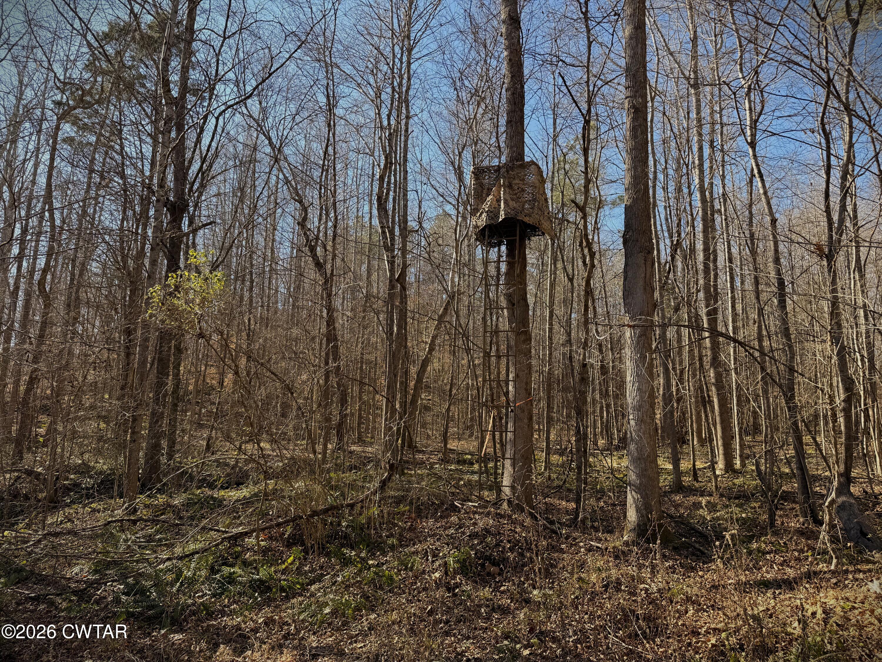 0 Buggy Branch Lane Cedar Grove, TN 38321 - Photo 11 of 42 a view of a backyard of the house