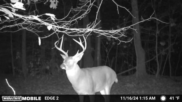 0 Buggy Branch Lane Cedar Grove, TN 38321 - Photo 14 of 42