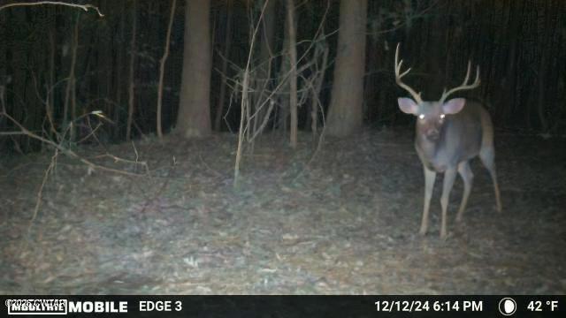 0 Buggy Branch Lane Cedar Grove, TN 38321 - Photo 16 of 42 a view of a yard