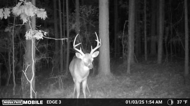 0 Buggy Branch Lane Cedar Grove, TN 38321 - Photo 17 of 42 a view of living room