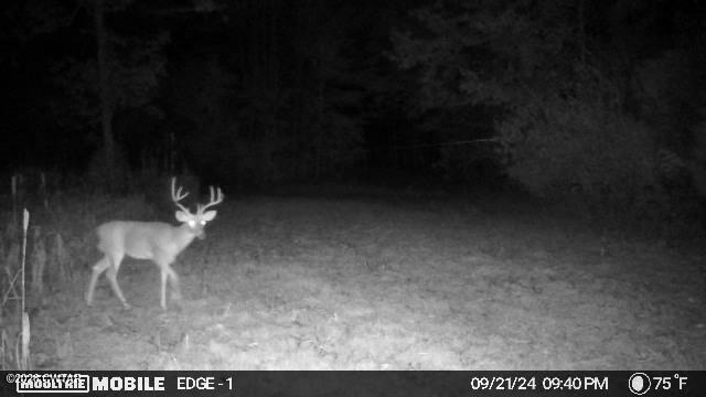 0 Buggy Branch Lane Cedar Grove, TN 38321 - Photo 19 of 42