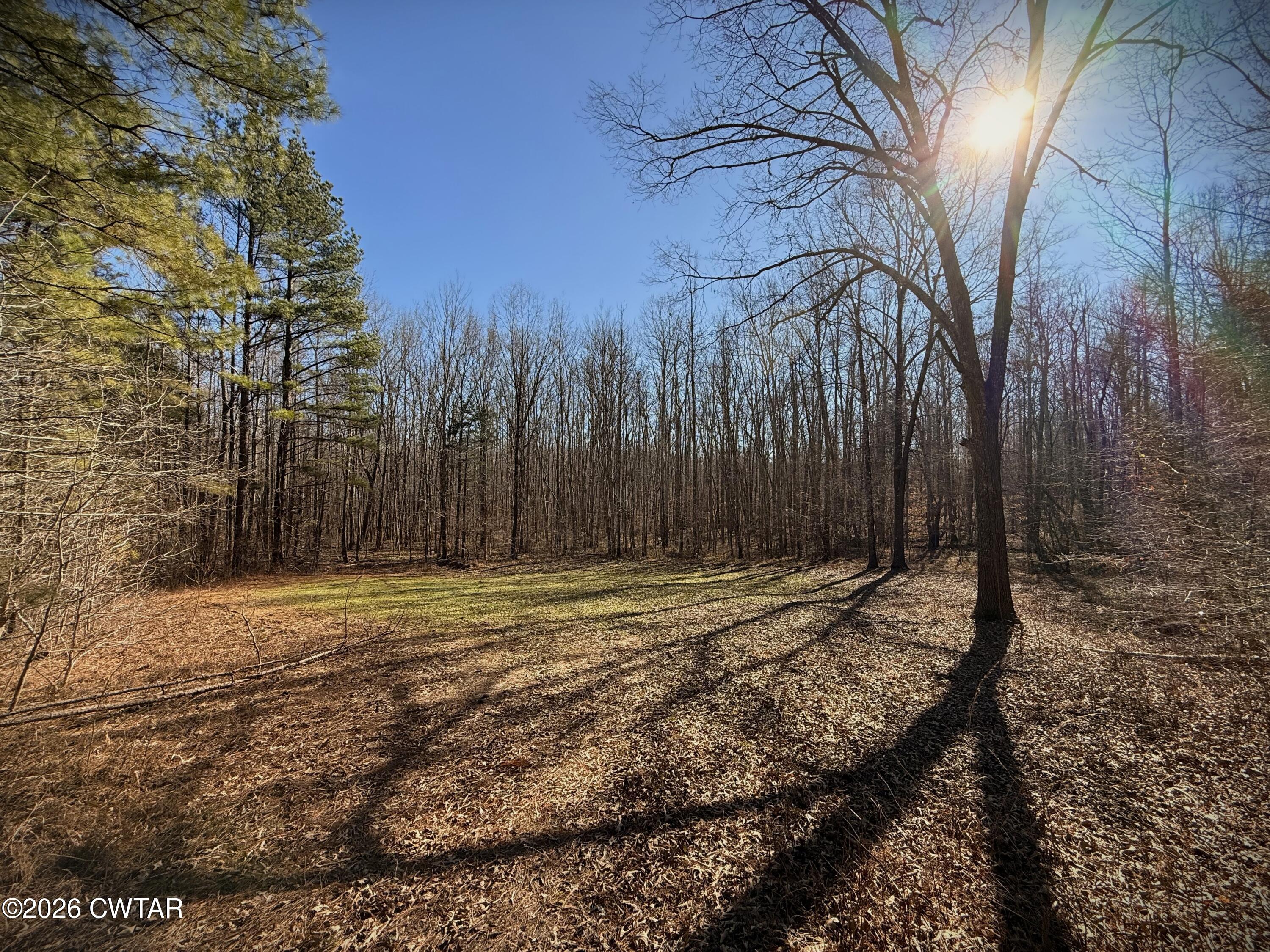 0 Buggy Branch Lane Cedar Grove, TN 38321 - Photo 22 of 42 a view of a backyard with large trees
