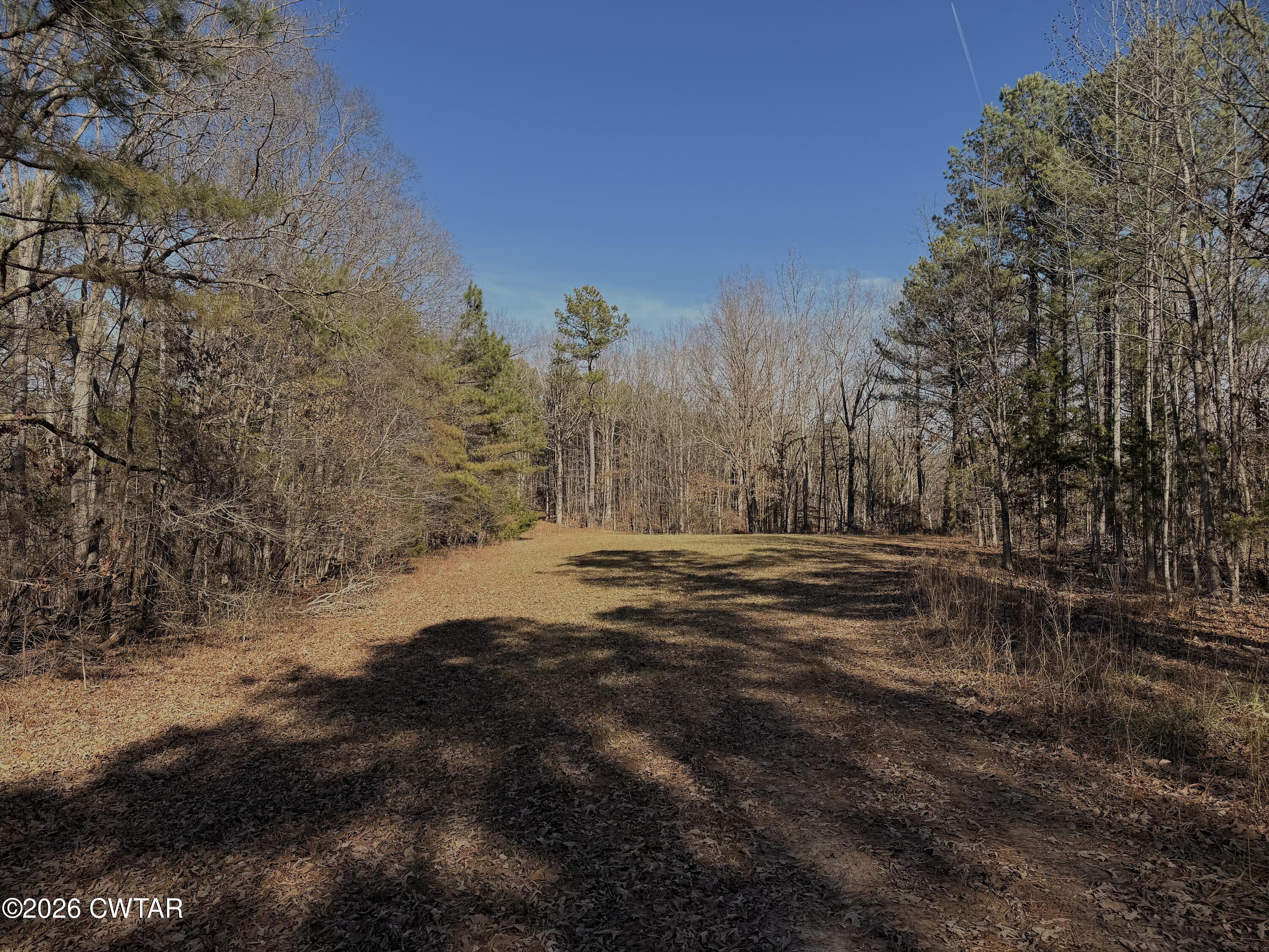 0 Buggy Branch Lane Cedar Grove, TN 38321 - Photo 24 of 42 a view of dirt yard with a large tree
