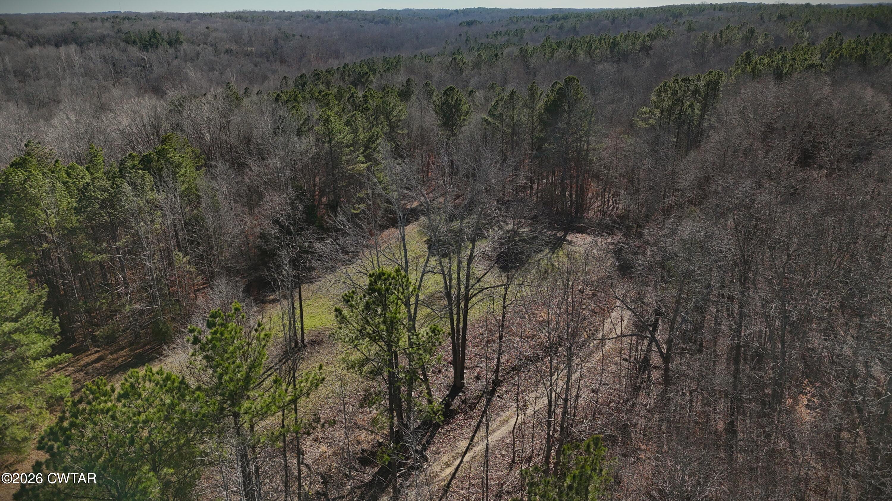 0 Buggy Branch Lane Cedar Grove, TN 38321 - Photo 3 of 42 a view of a forest with a forest