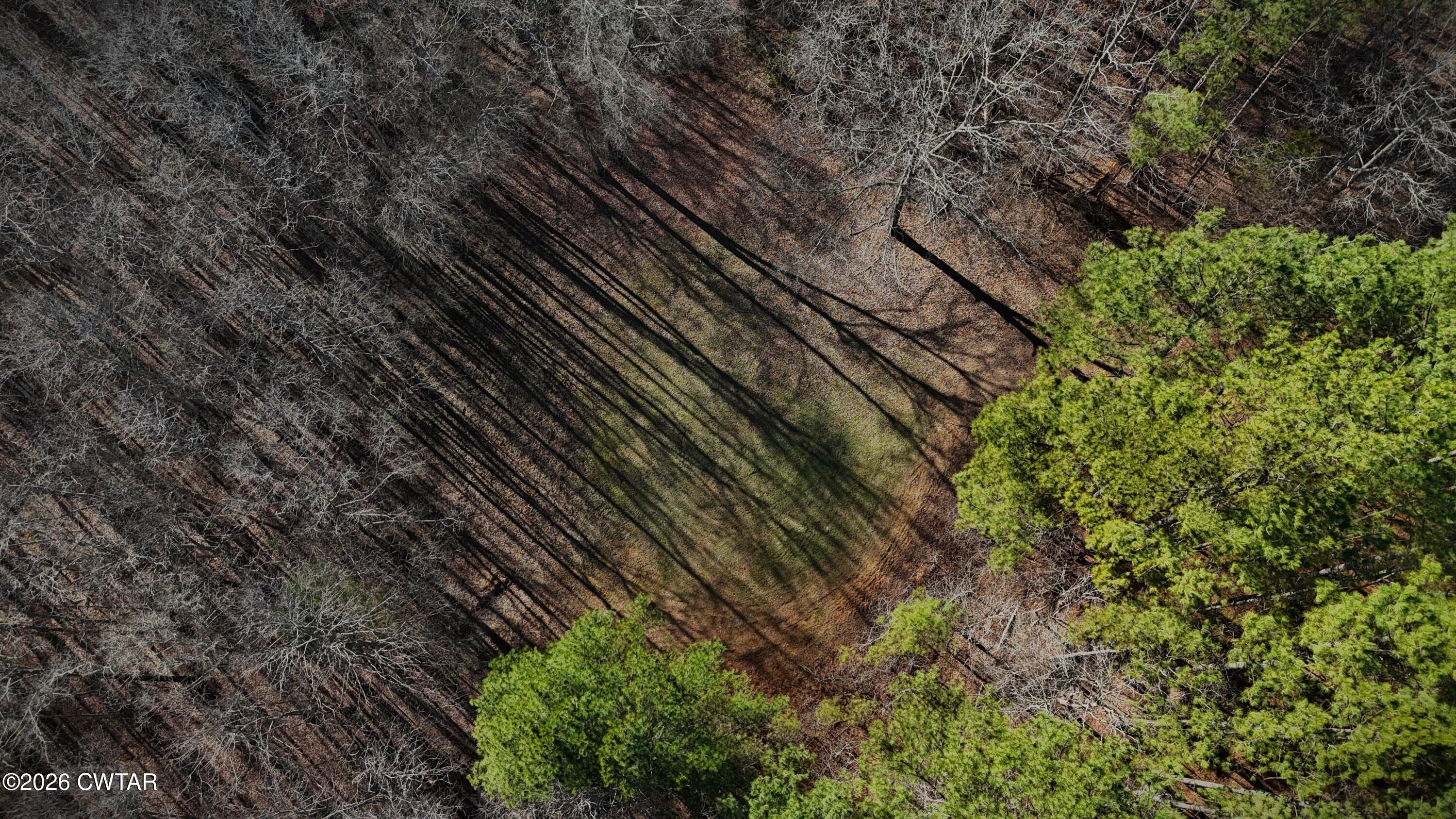0 Buggy Branch Lane Cedar Grove, TN 38321 - Photo 35 of 42 a view of a yard