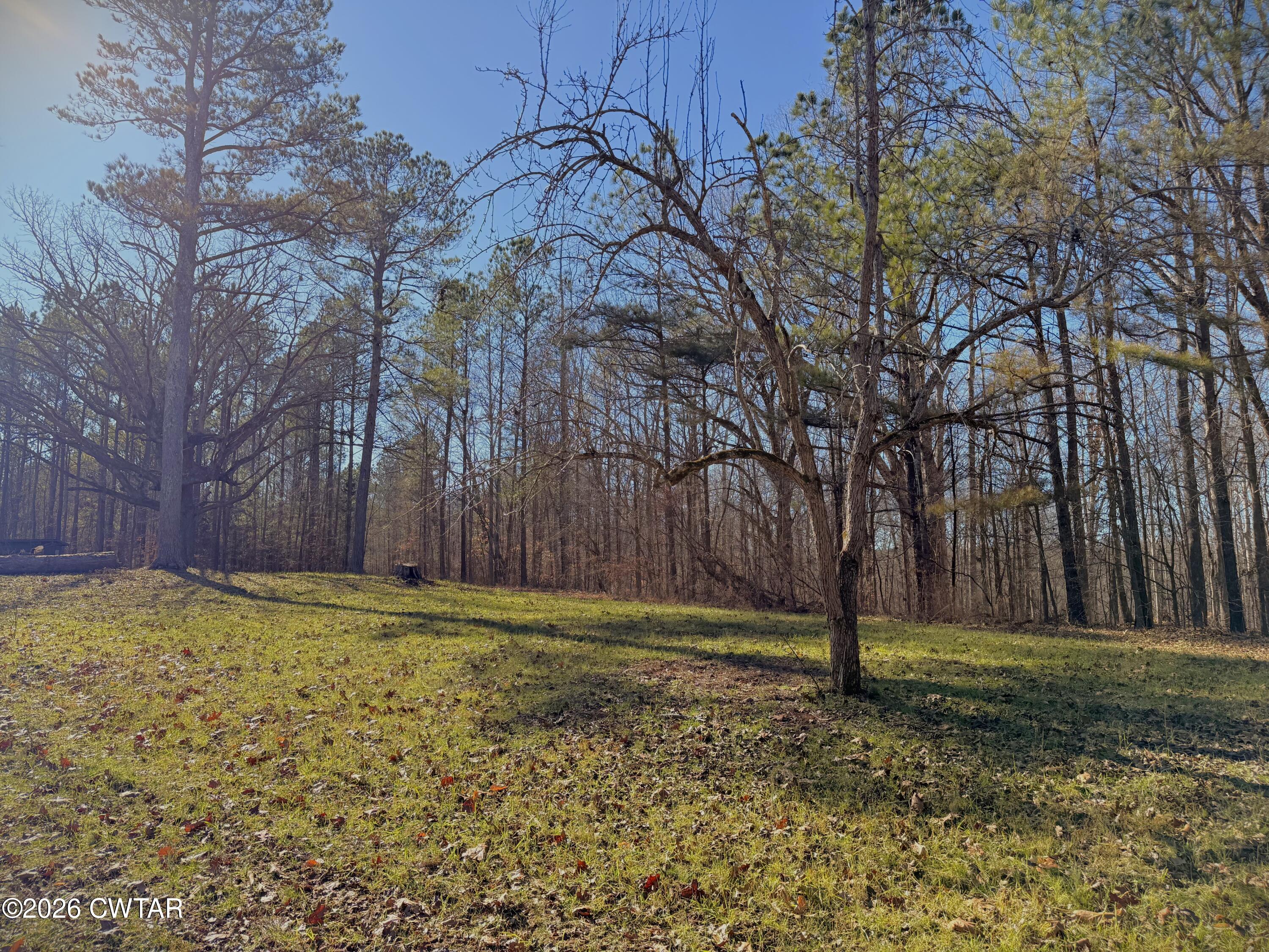 0 Buggy Branch Lane Cedar Grove, TN 38321 - Photo 36 of 42 a view of a yard with a tree