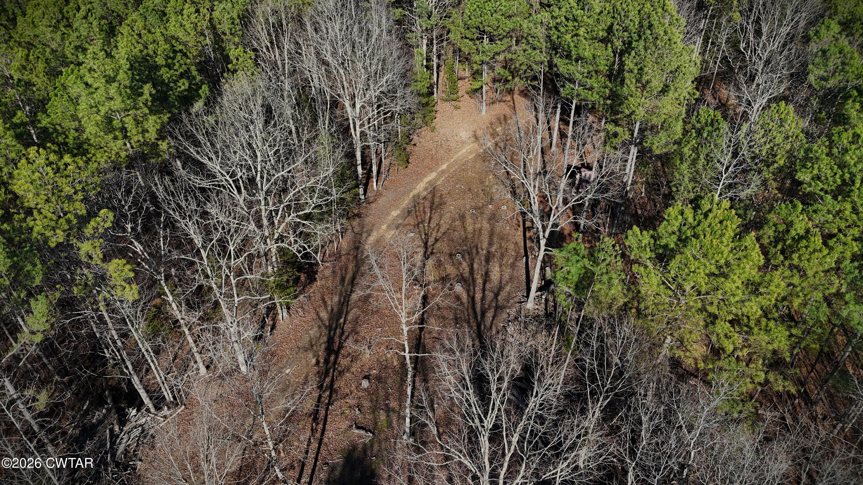 0 Buggy Branch Lane Cedar Grove, TN 38321 - Photo 38 of 42 a view of a forest with lots of trees