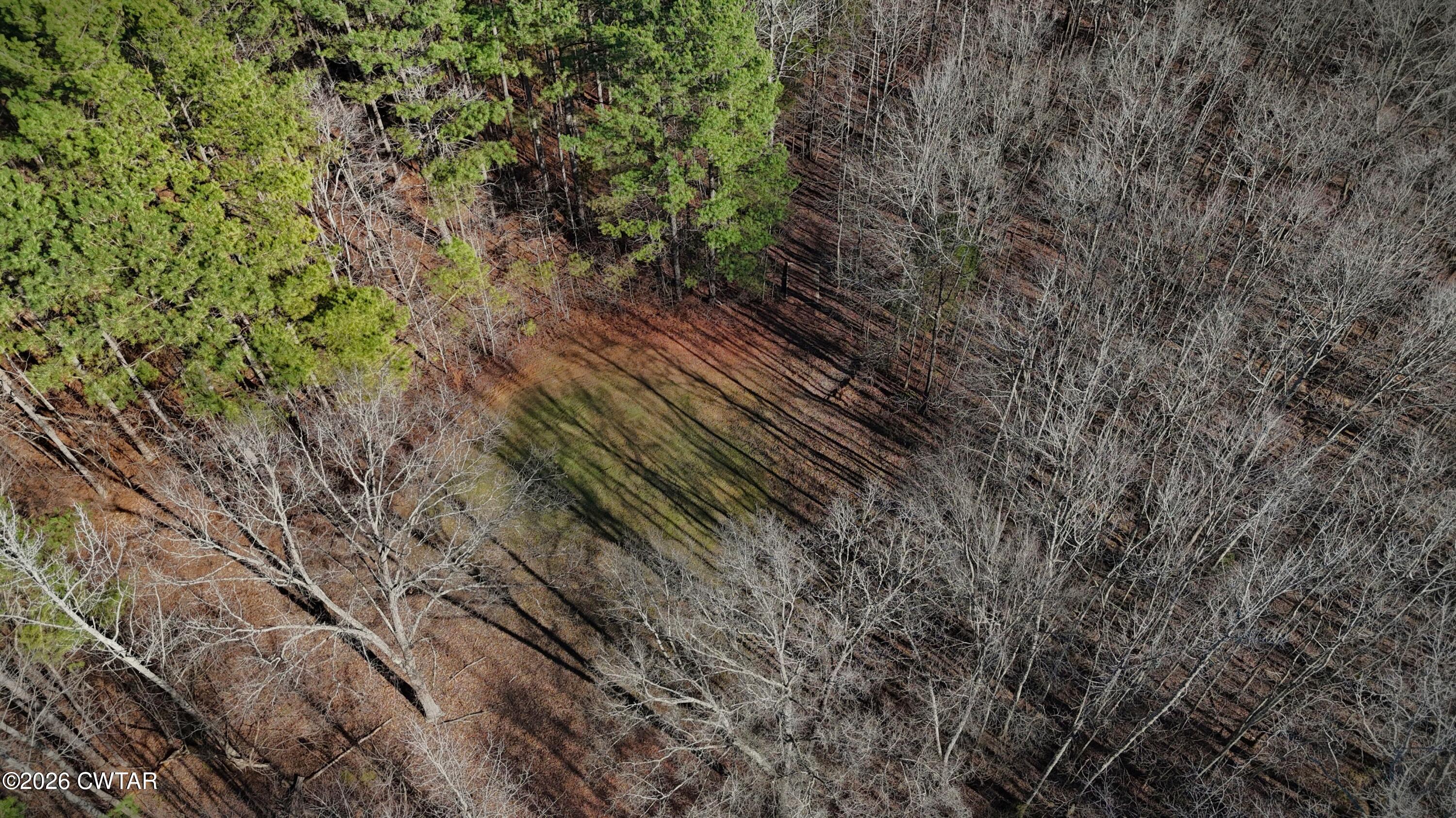 0 Buggy Branch Lane Cedar Grove, TN 38321 - Photo 39 of 42 a view of a yard with a trees