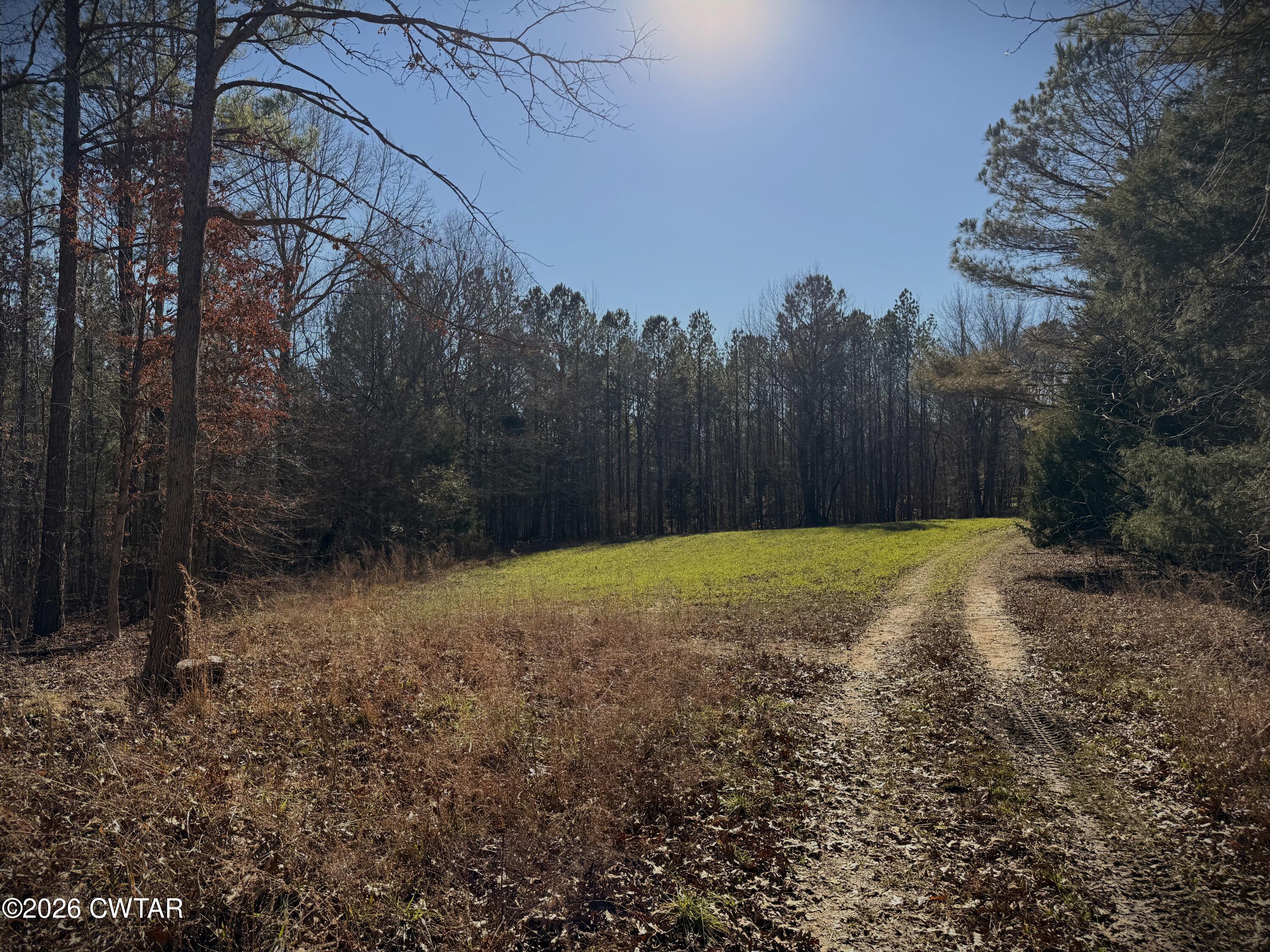 0 Buggy Branch Lane Cedar Grove, TN 38321 - Photo 40 of 42 a view of a backyard