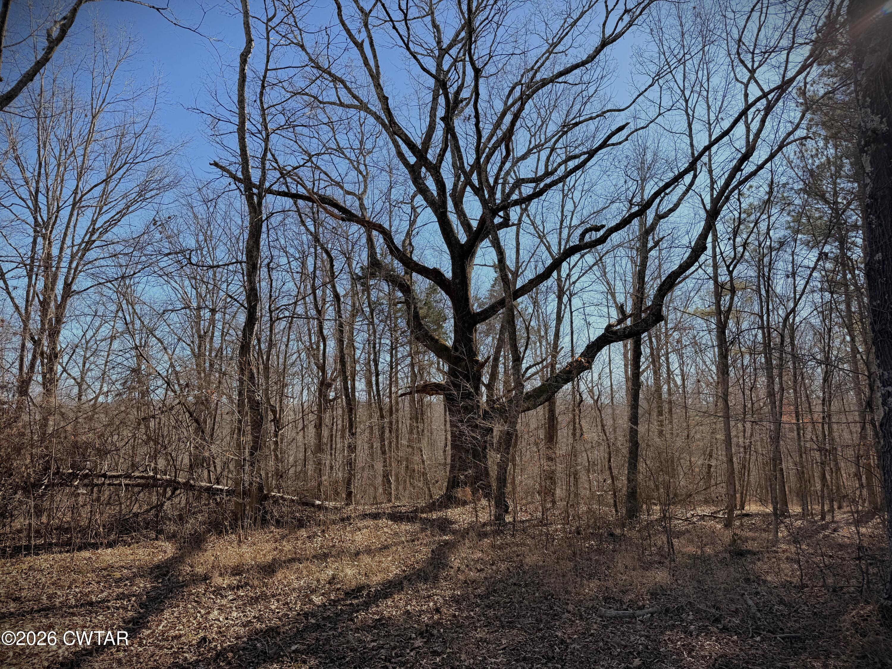 0 Buggy Branch Lane Cedar Grove, TN 38321 - Photo 42 of 42 a backyard of a house with lots of green space