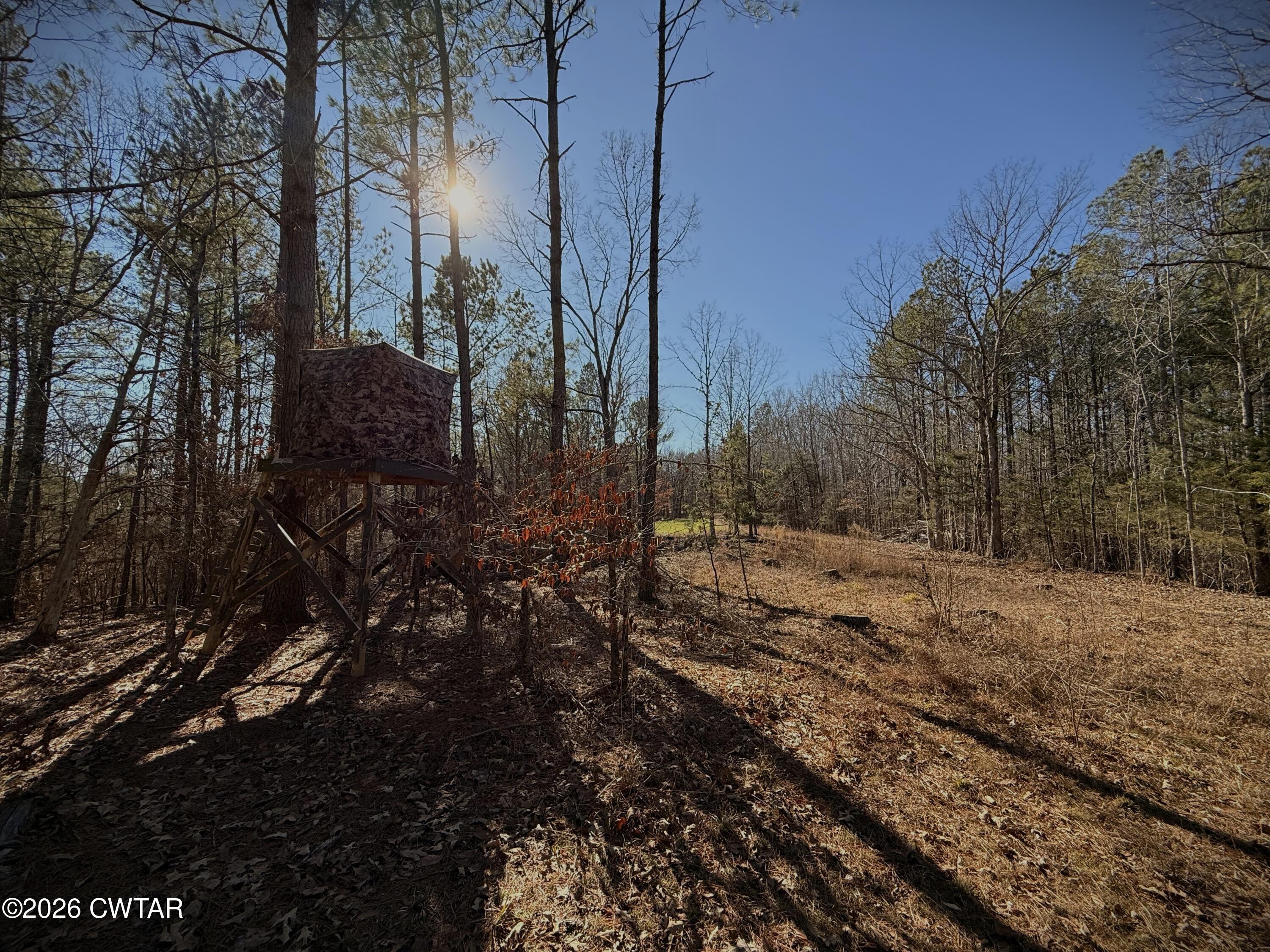 0 Buggy Branch Lane Cedar Grove, TN 38321 - Photo 6 of 42 a view of a yard with trees