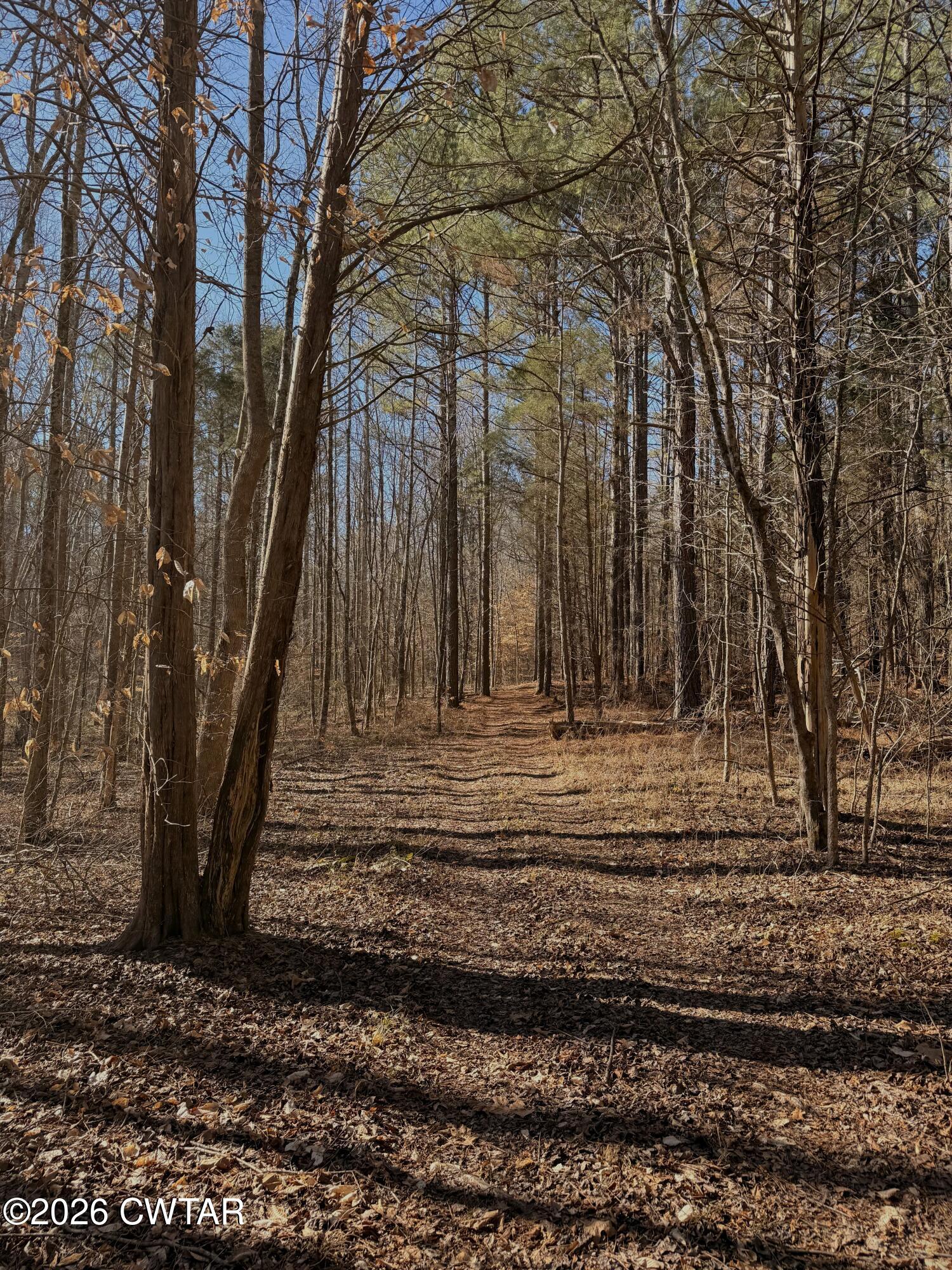 0 Buggy Branch Lane Cedar Grove, TN 38321 - Photo 7 of 42 a view of park space
