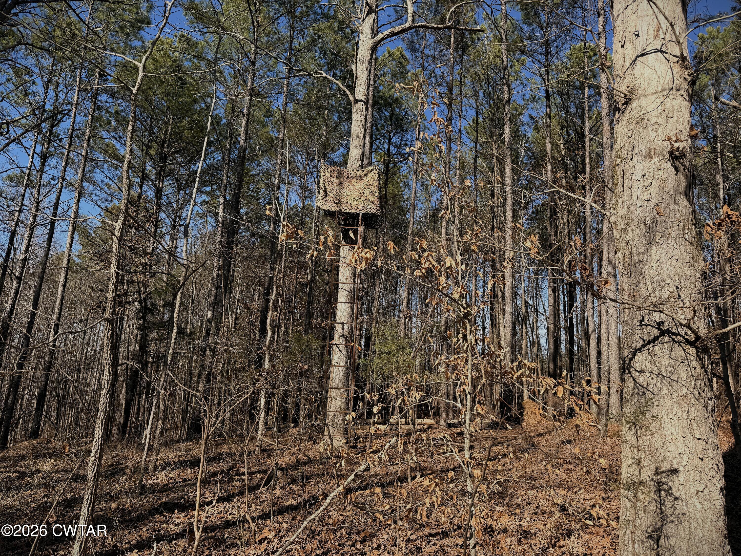0 Buggy Branch Lane Cedar Grove, TN 38321 - Photo 8 of 42 a close up of a plant in a yard