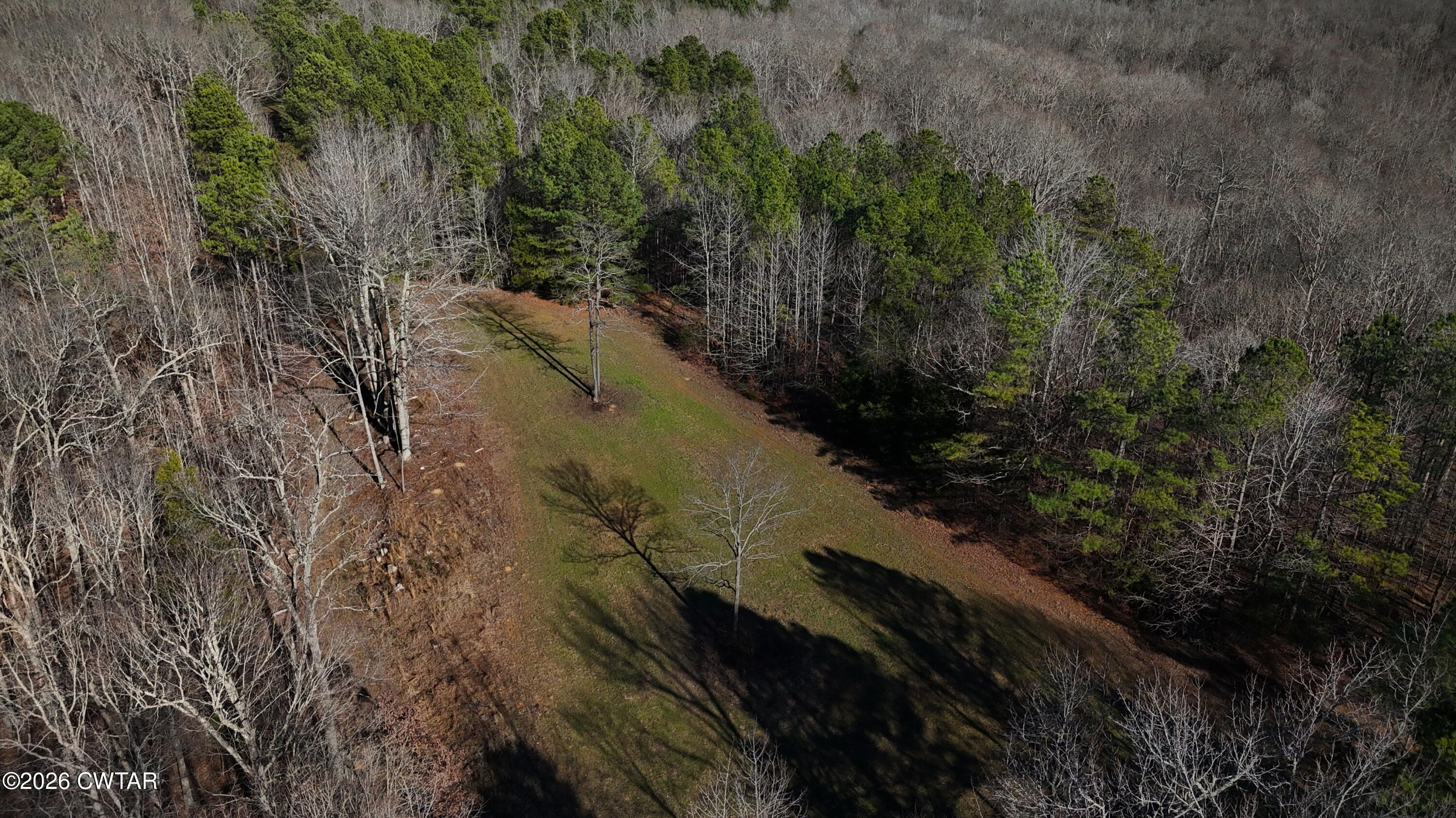 0 Buggy Branch Lane Cedar Grove, TN 38321 - Photo 9 of 42 a view of a yard with plants and trees