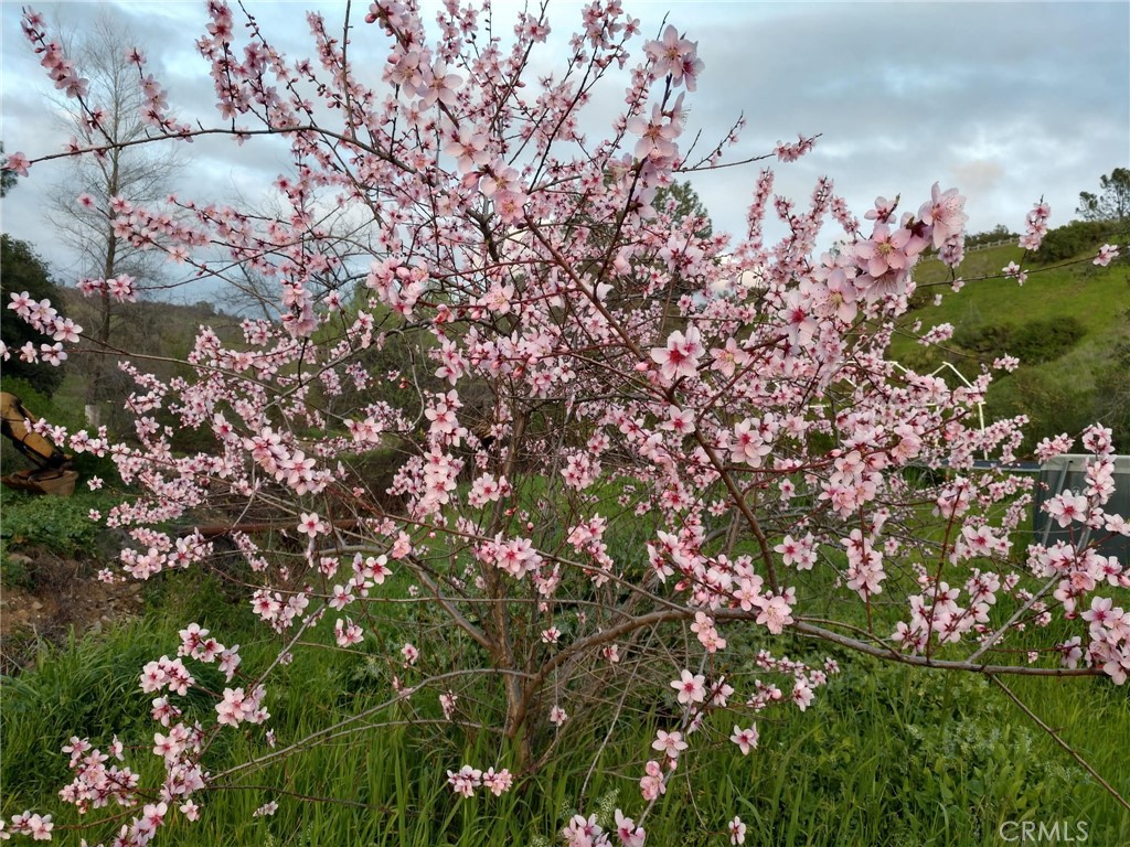 2728 Pentz Road Oroville, CA 95965 - Photo 41 of 52 a picture of flowers