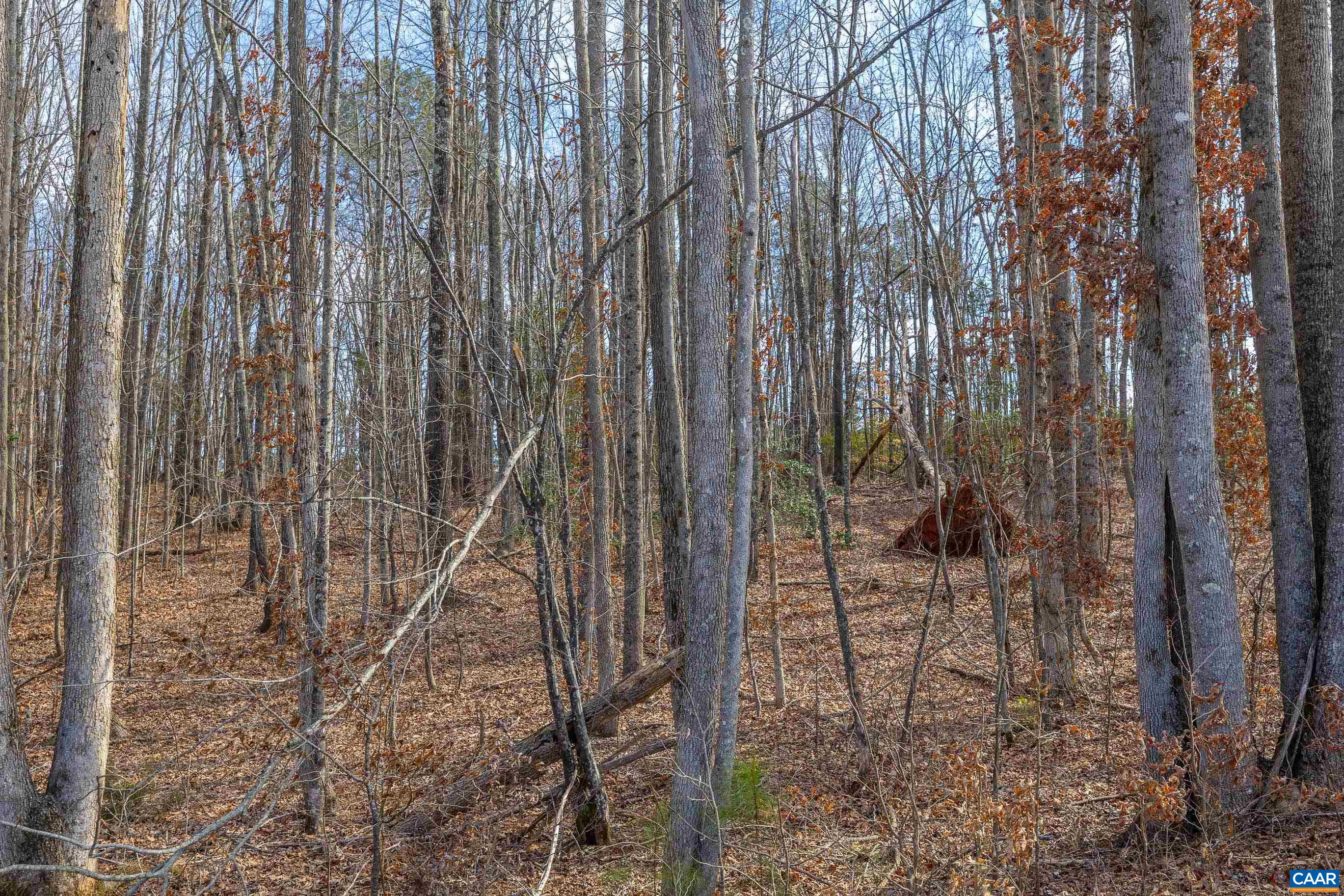 Tbd Bibleway Road Victoria, VA 23974 - Photo 2 of 33 Gallery Image 2
